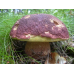Мицелий Белого гриба соснового (Boletus pinophilus) 